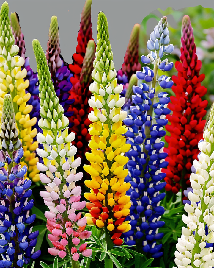 Lupin Seeds Lupinus Hartwegii Multicolor Perennial Mix 120cm