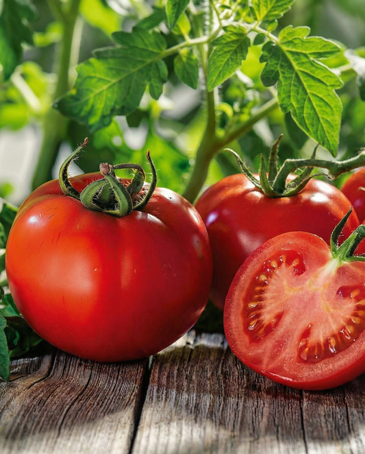 Tomato Seeds Marglobe Solanum Lycopersicum Vegetable Variety