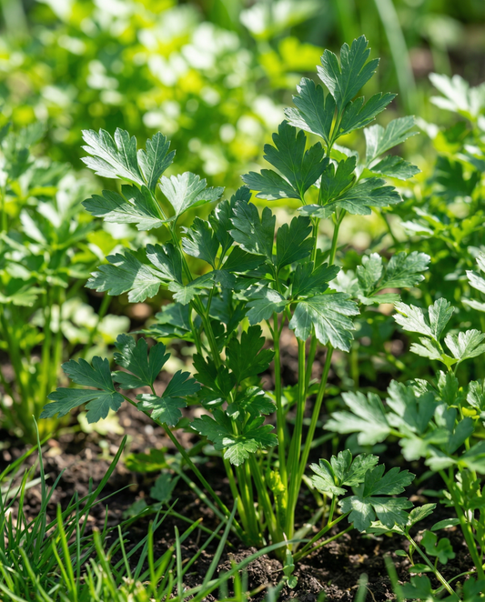 Parsley Giant Of Naples Seeds Petroselinum Crispum Biennial Herb