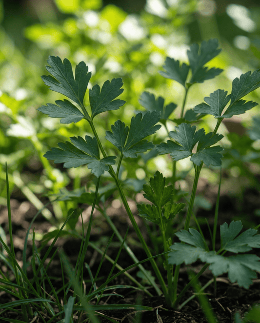 Parsley Seeds Petroselinum Crispum Biennial Herb