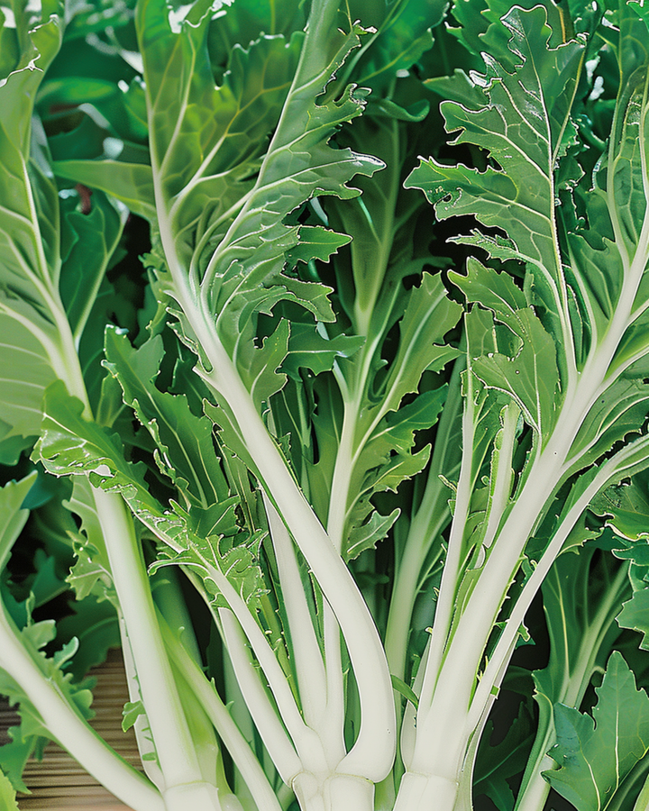 Mizuna Seeds Brassica Rapa Leafy Vegetable
