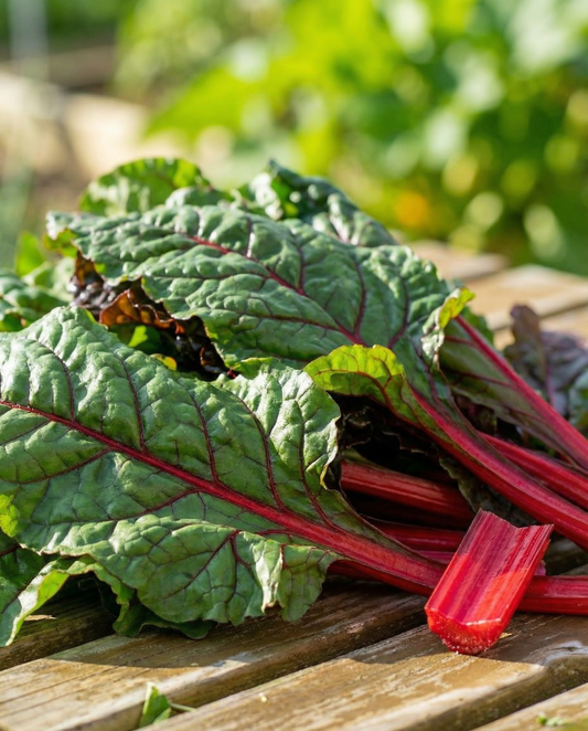 Rhubarb Chard Seeds Beta Vulgaris Early Variety Red Stems