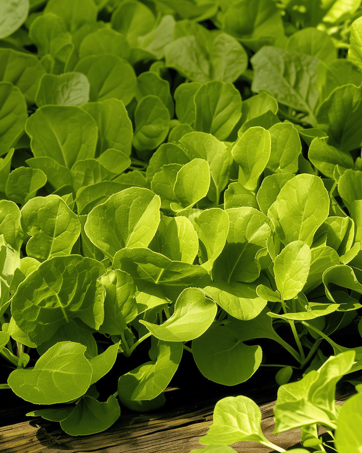 Leaf Chicory Seeds Zuccherina Di Trieste Cichorium Intybus Annual
