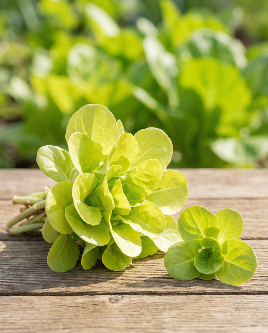 Leaf Chicory Seeds Zuccherina Di Trieste Cichorium Intybus Annual