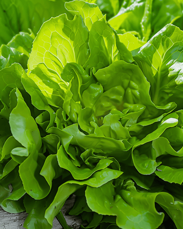 Salat Catalogna Canary Tongue hurtigvoksende frø (Lactuca sativa) – grønnsak
