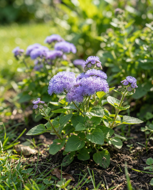 Floss Flower Seeds Ageratum Houstonianum Blue Mink Annual