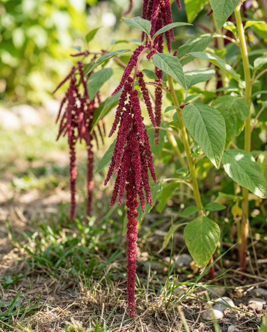 Love Lies Bleeding Seeds Amaranthus Caudatus Annual Flower