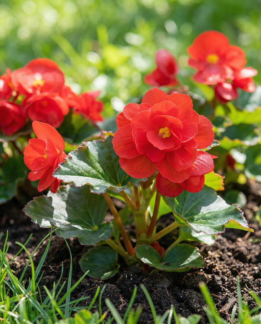 Begonia Red Comet Seeds Begonia Semperflorens Annual