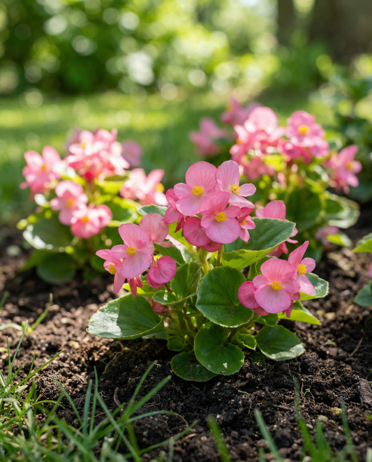 Begonia Rose Comet Seeds Begonia Semperflorens Annual F1 Pink