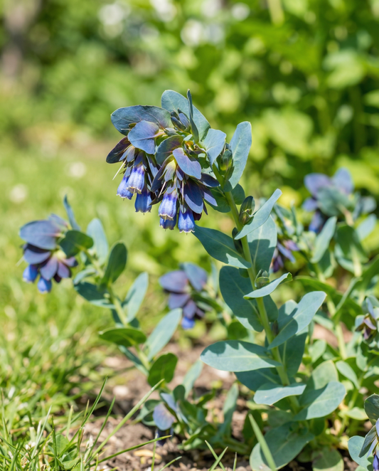 Honeywort Seeds Cerinthe Major Pride Of Gibraltar Annual Flower
