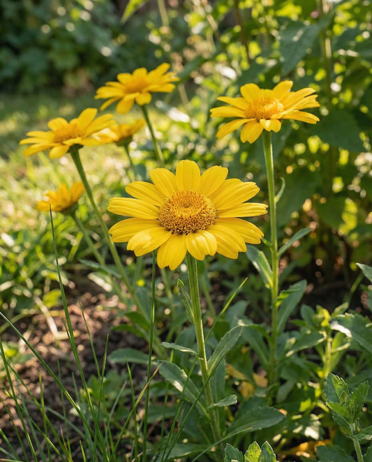 Corn Marigold Seeds Eldorado Chrysanthemum Segetum Annual