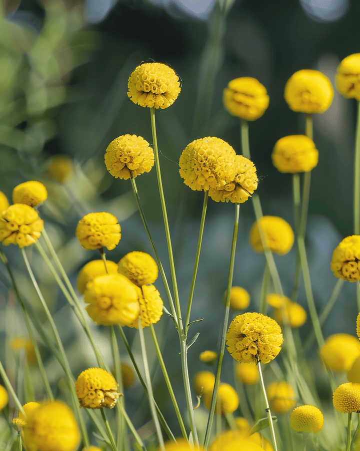 Drumstick Seeds Craspedia Globosa Annual Flower