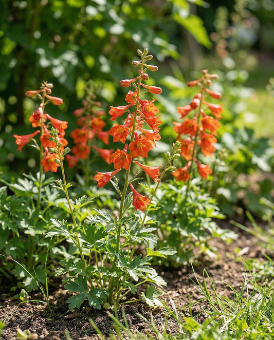 Larkspur Seeds Delphinium Nudicaule Fox Annual Orange Red