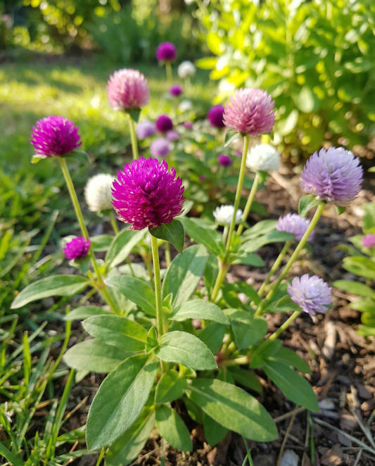 Globe Amaranth Seeds Gomphrena Globosa Mixed Annual Flowers