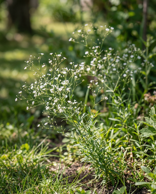 Baby's Breath Seeds Gypsophila Elegans Covent Garden Annual