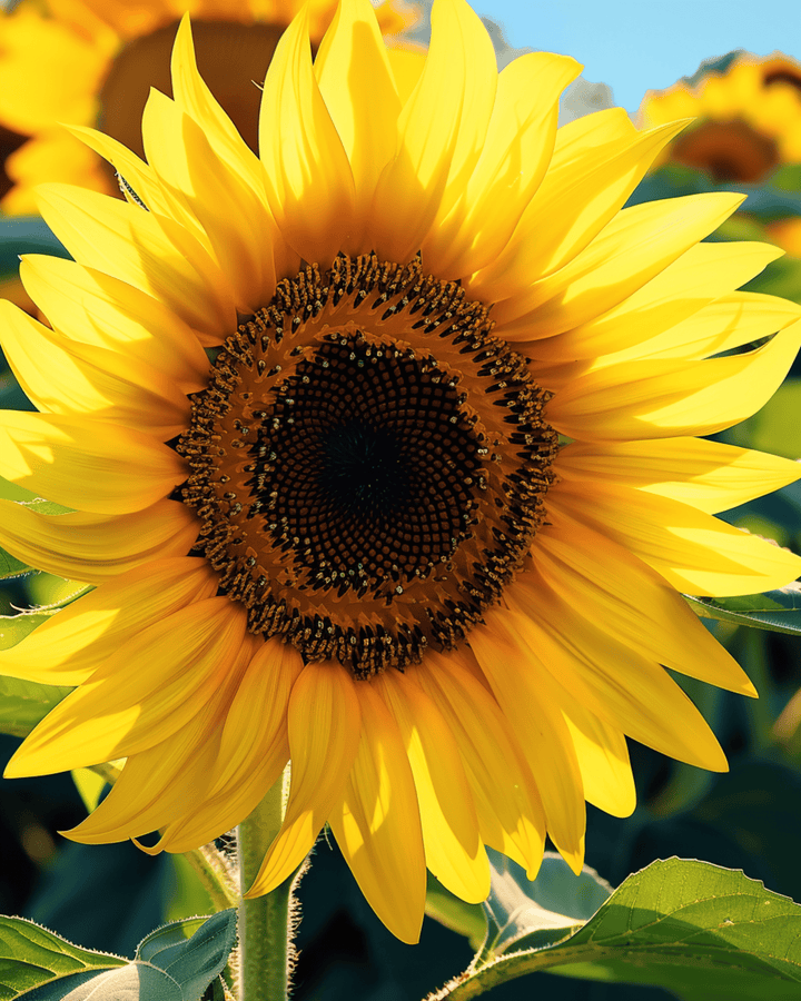 Sunflower Single Giant Seeds Helianthus Annuus Annual 250 Cm