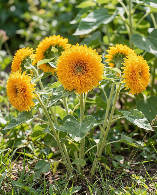 Sunflower Sungold Seeds Helianthus Annuus Annual Dwarf Double Flowered