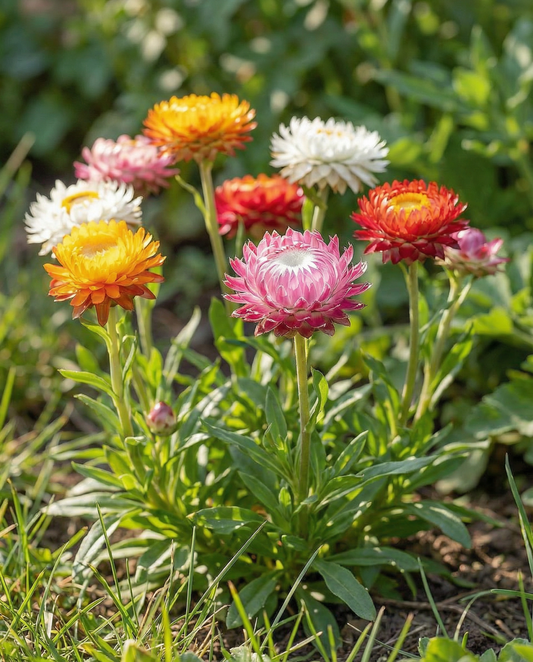 Strawflower Tom Thumb Dwarf Seeds Helichrysum Bracteatum Annual