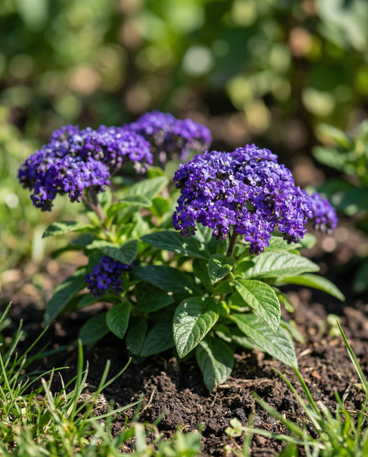 Heliotrope Seeds Heliotropium Arborescens Marine Annual Flower