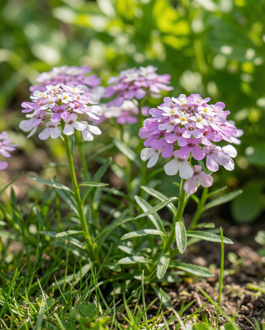 Candytuft Mixed Seeds Iberis Umbellata Annual