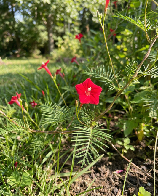 Ipomoea Quamoclit Seeds Annual Cardinal Climber Red Flowers Climber