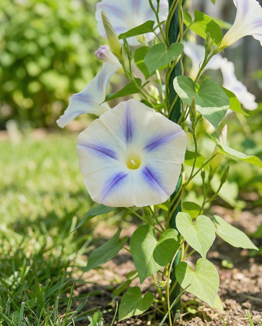 Climbing Bindweed Seeds Milky Way Annual Climber Variety