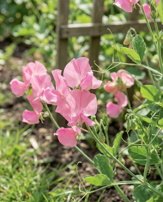Sweet Pea Seeds Royal Family Pink Annual Lathyrus Odoratus