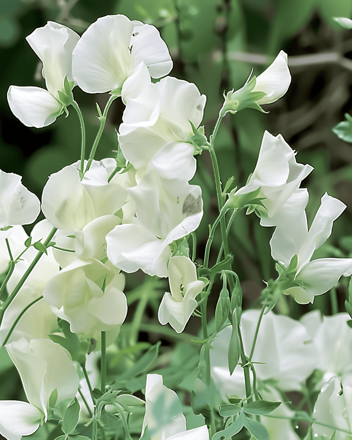 Sweet Pea Seeds Royal Family White Annual Lathyrus Odoratus