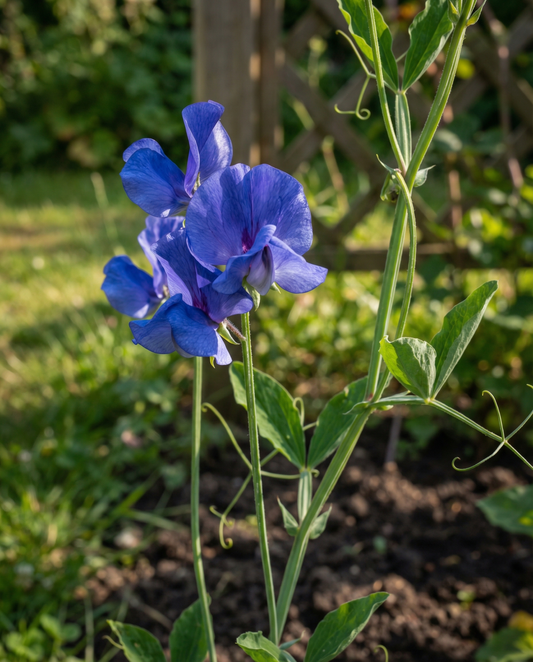 Sweet Pea Royal Family Blue Climbing Seeds Lathyrus Odoratus Annual