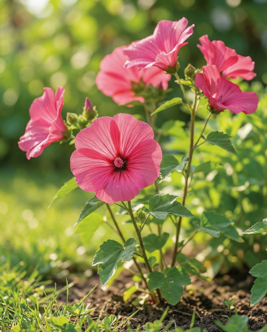 Mallow Seeds Lavatera Trimestris Rose Red Annual