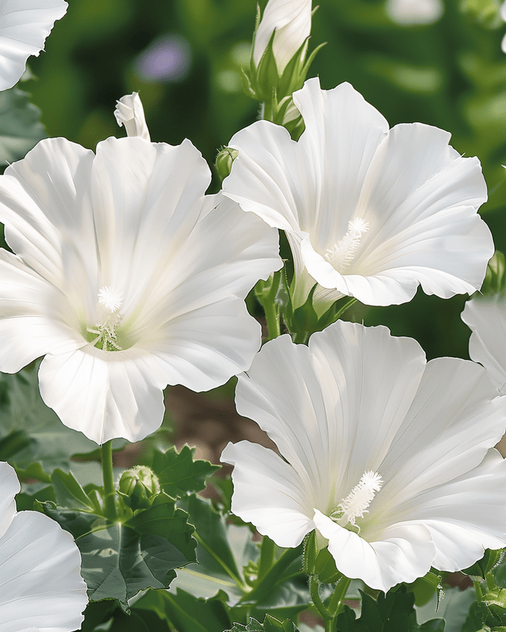 Mallow Mont Blanc Seeds Lavatera Trimestris Annual Flower