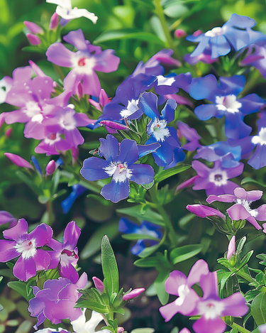 Graines de lobélie mélangée String Of Pearls Mixed (Lobelia erinus) – mélange annuel