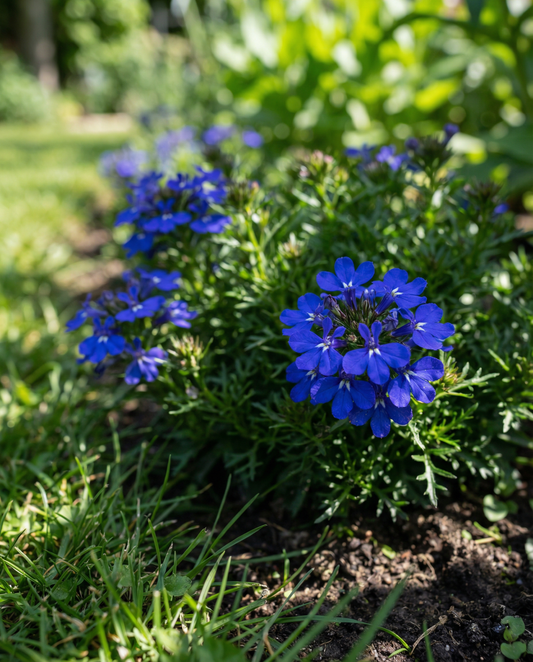 Lobelia Seeds Crystal Palace Lobelia Erinus Annual