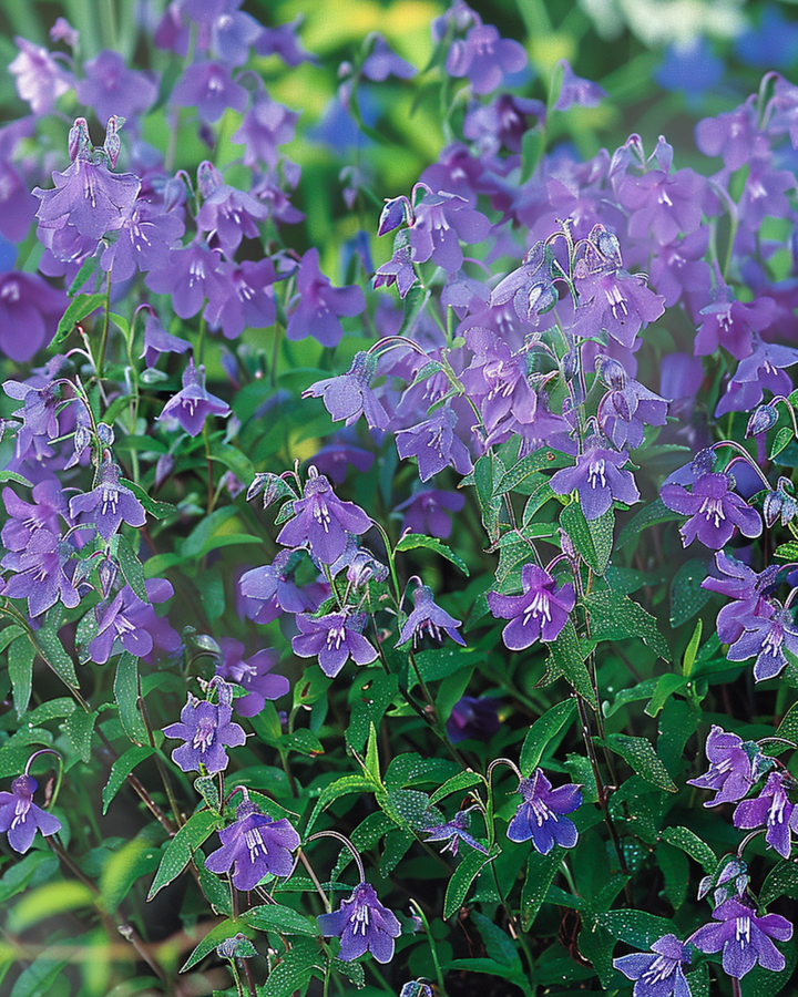 Trailing Lobelia Seeds Lobelia Erinus Sapphire Annual