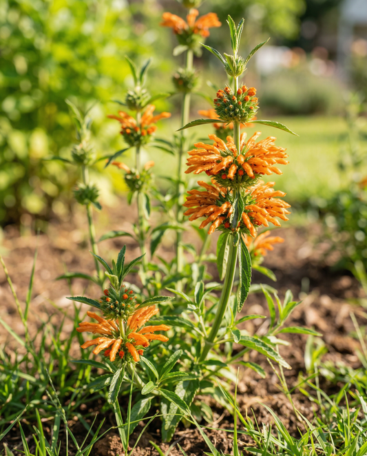 Lion's Ear Seeds Leonotis Nepetifolia Annual Flower Orange Blooms