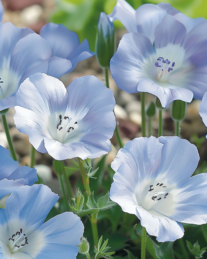 Baby Blue Eyes Seeds Nemophila Menziesii Annual Sky Blue Ground Cover