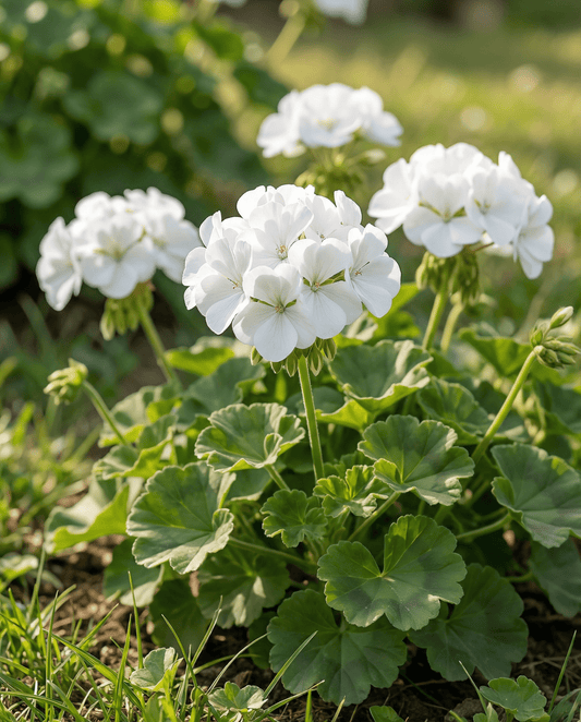 Geranium Seeds Apollo F1 White Pelargonium Zonale Annual
