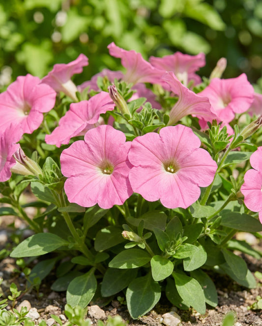 Petunia Seeds Rose Of Heaven Petunia Hybrida Annual Rose Pink