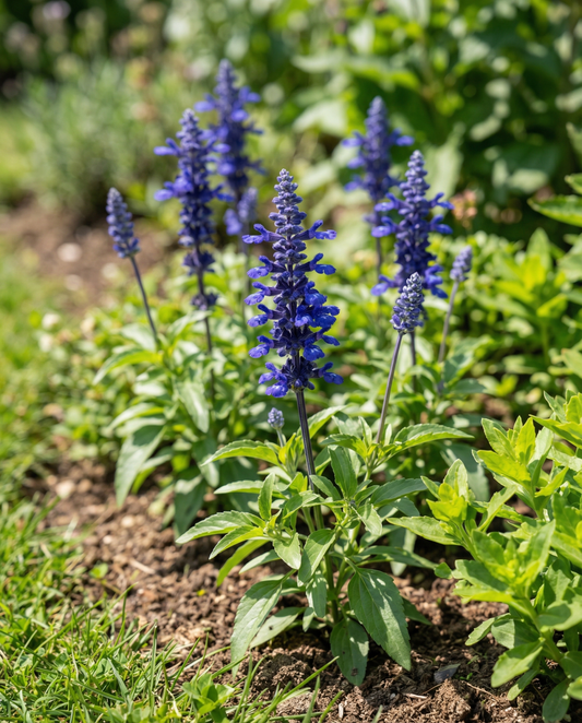 Salvia Victoria Seeds Salvia Farinacea Annual