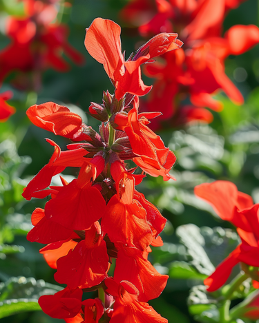 St. John's Fire Samen (Salvia splendens) – einjährige Blume