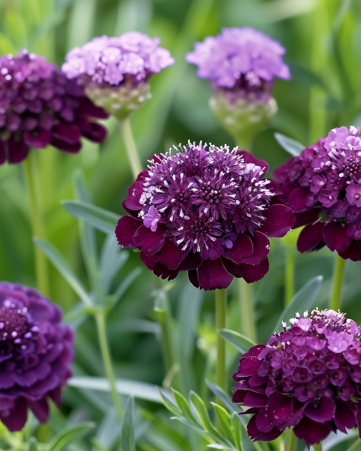 Scabiosa Seeds Scabiosa Atropurpurea Annual Deep Purple Pincushion Flower