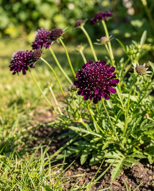 Scabiosa Seeds Scabiosa Atropurpurea Annual Deep Purple Pincushion Flower