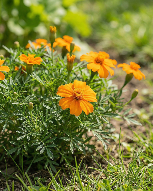 Tagetes Orange Gem Seeds Tagetes Tenuifolia Annual Flower