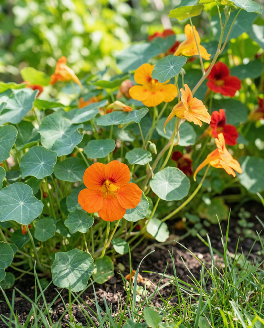 Nasturtium Seeds Tropaeolum Majus Annual Mixed Single Flowers