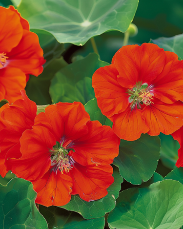 Nasiona nasturcji Scarlet Gleam (Tropaeolum majus) – jednoroczny kwiat