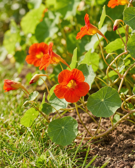 Nasturtium Seeds Scarlet Gleam Tropaeolum Majus Annual Flower