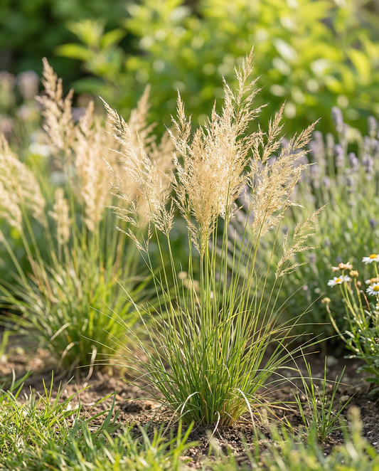 Ornamental Grass Seeds Annual Mix 40 To 80 Cm