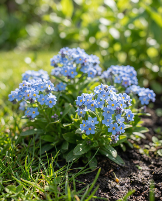 Forget-Me-Not Seeds Blue Ball Myosotis Alpestris Biennial