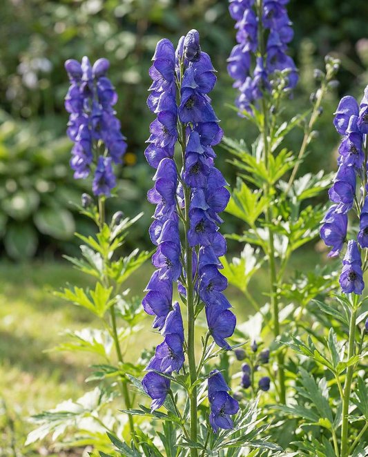 Perennial Flower Seeds Aconitum Napellus Perennial