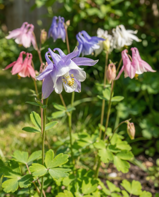 Columbine Seeds Mrs Scott Elliott Aquilegia Vulgaris Perennial Cottage Garden